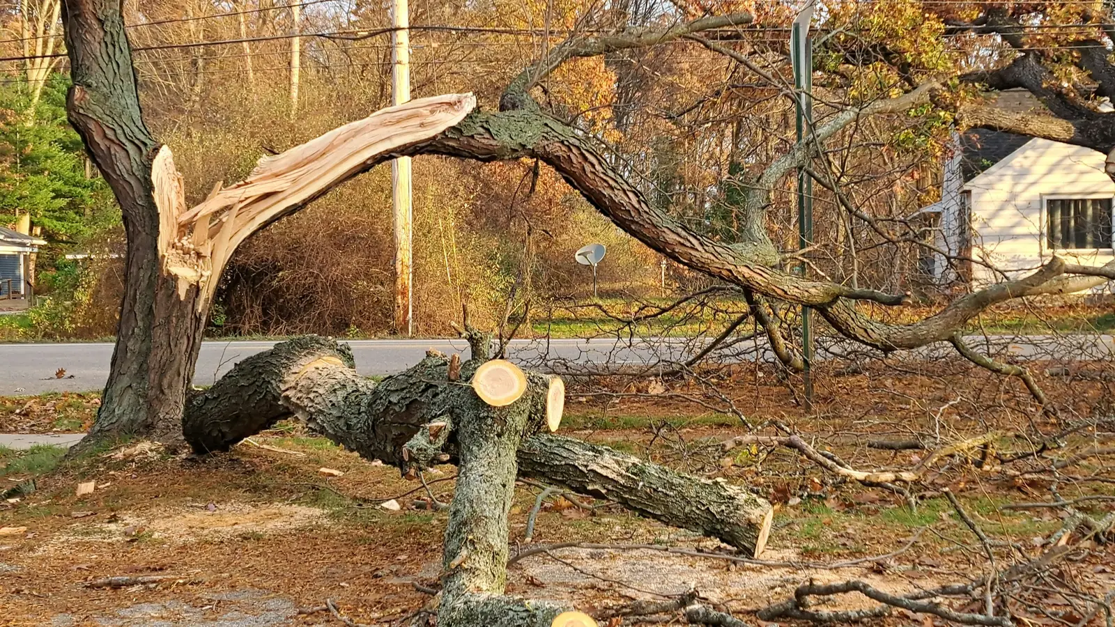 Storm-fallen tree lying across a residential yard