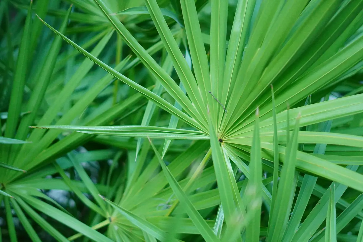 Saw palmetto foliage photographed in Palm Harbor