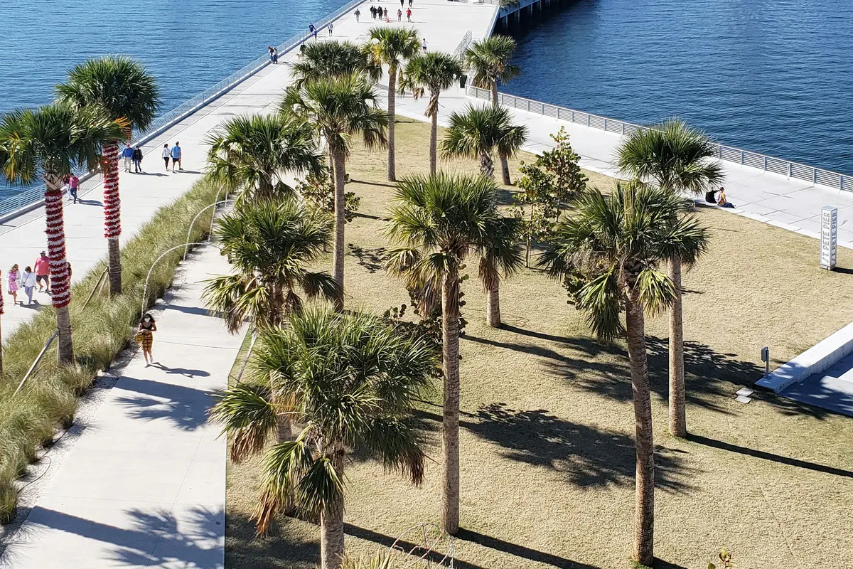 Palm trees beside the St. Petersburg waterfront