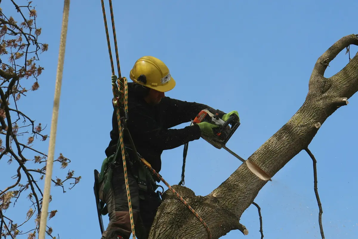 Helmeted tree worker climbing with ropes and protective equipment