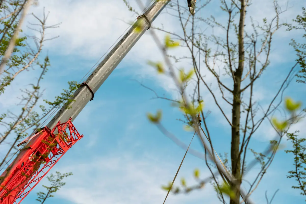 Crane boom lifting a cut section clear of a tree