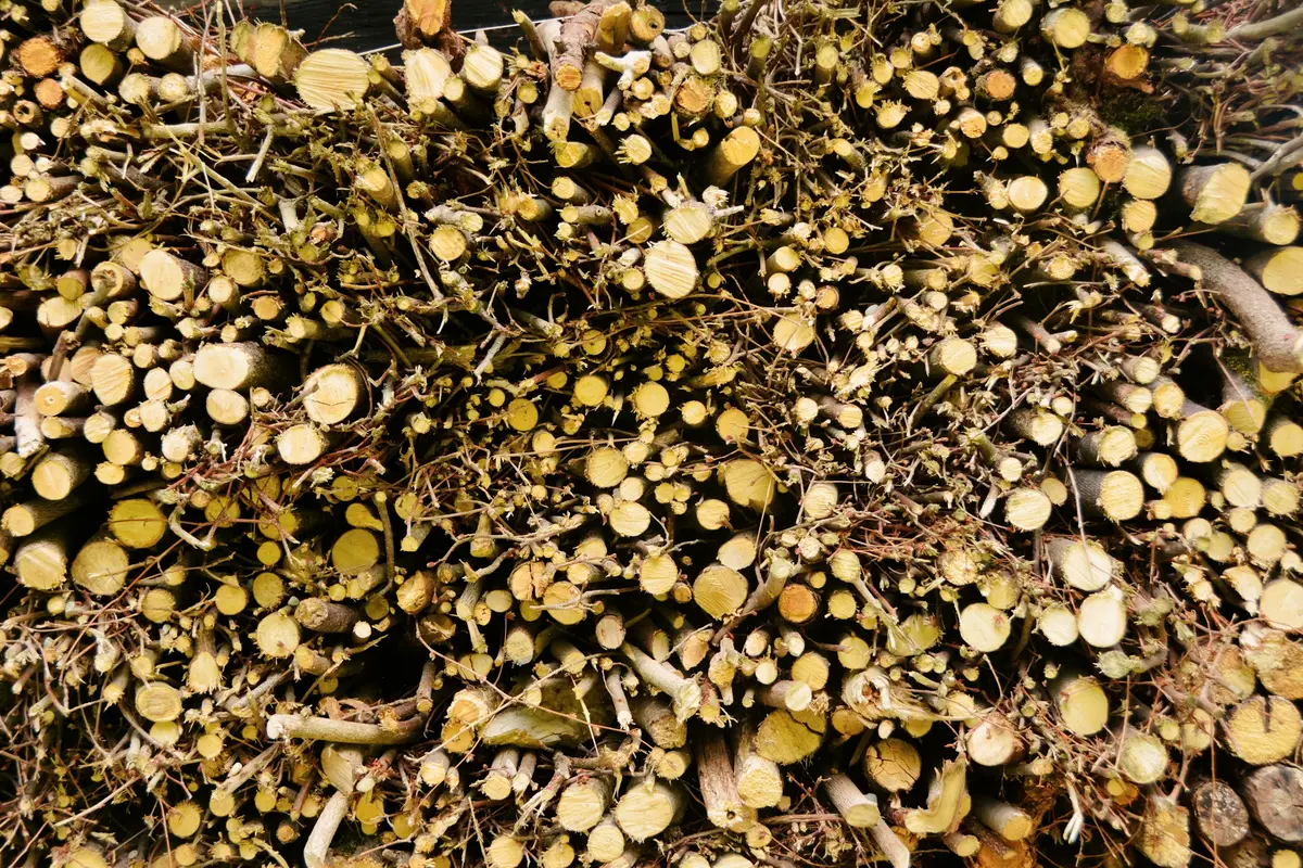 Cut branches separated into a compact pile for loading
