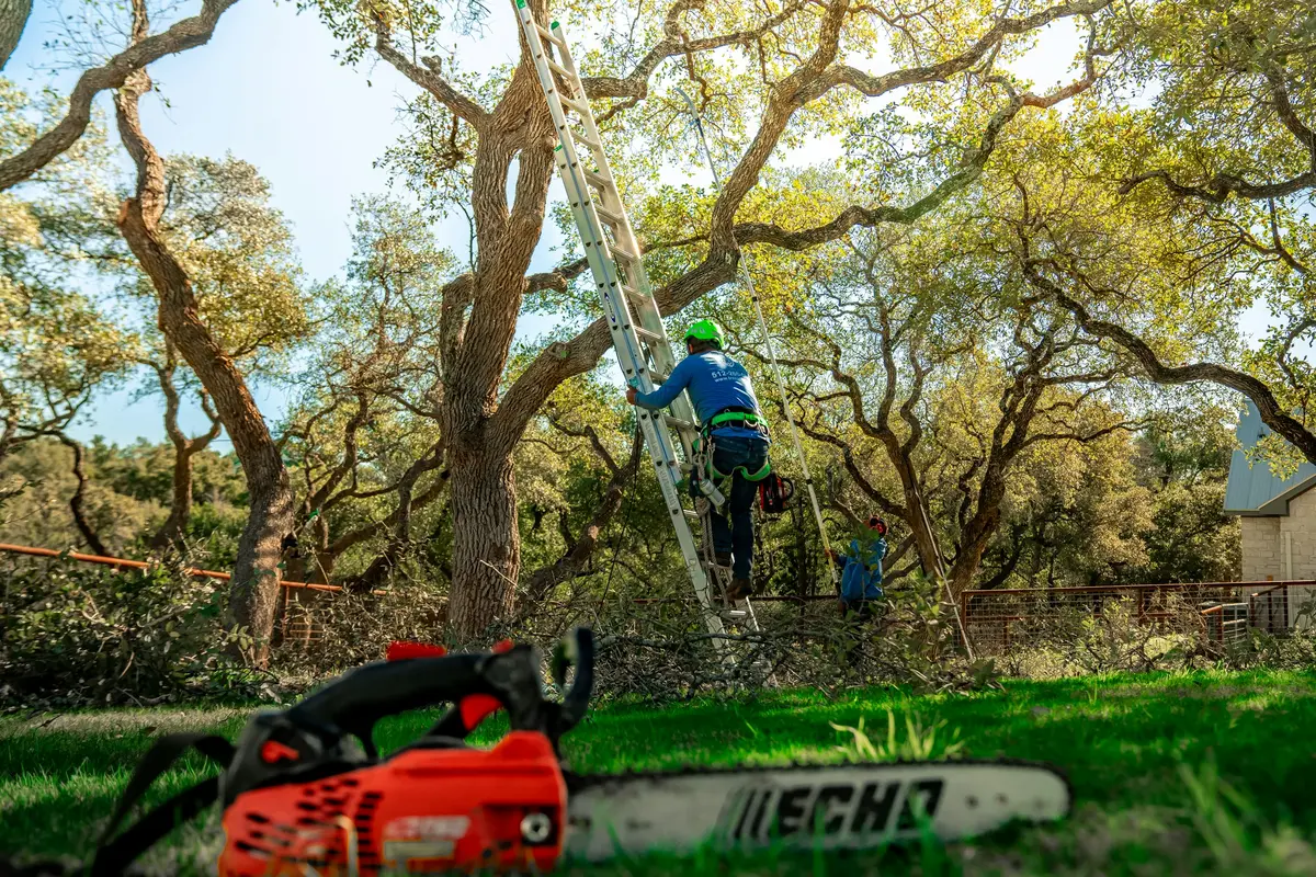 Tree worker climbing toward branches above a residential yard