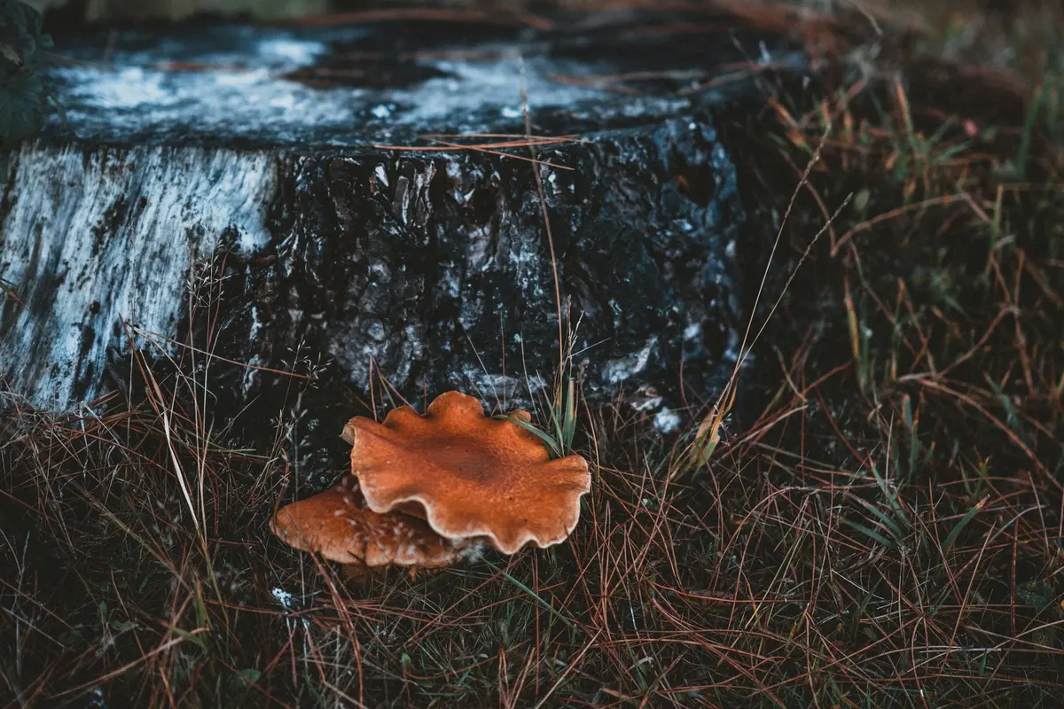 Bracket fungus growing from decaying wood at a tree base