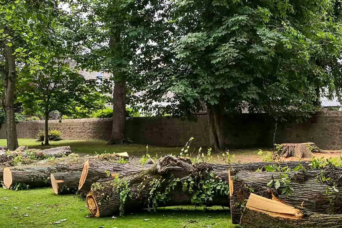 Cut trunk rounds staged on grass for removal
