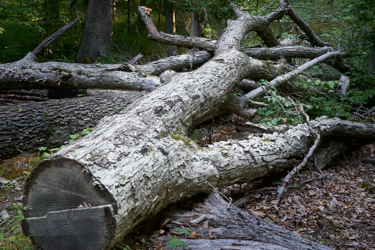 Broken branches and woody debris gathered after tree failure