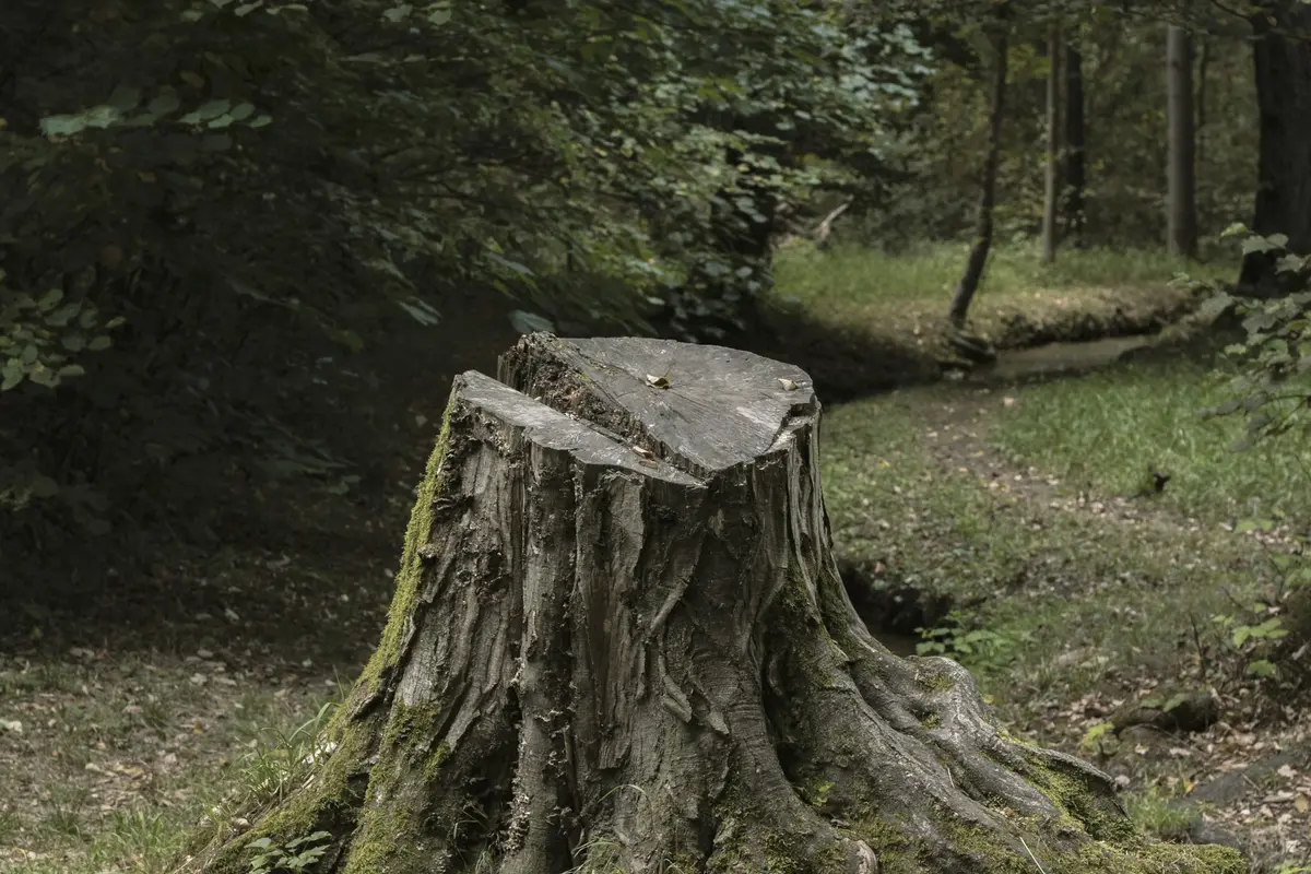 Low tree stump remaining at ground level
