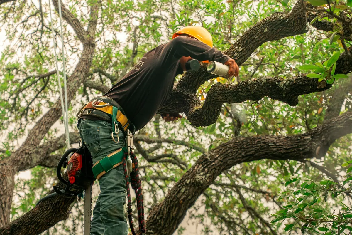 Arborist pruning selected branches while secured by climbing ropes